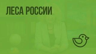 Леса России. Видеоурок по окружающему миру 4  класс