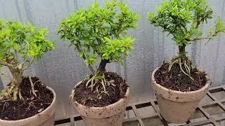 Bonsai Mini chỉ 30.k tặng cả chậu 0933368532linhsamnuitraihuonguyetquehongocmaichieuthuykimquytung