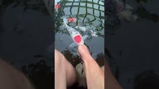 Feeding my Fish #koi #pondbuilder #fish
