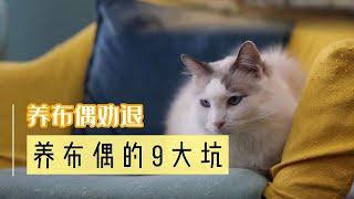 千万不要养布偶猫！养布偶之前必须知道的九个坑