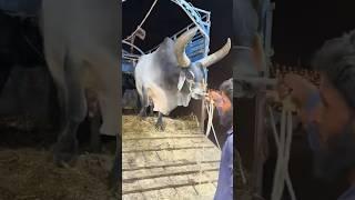 Qurbani 2025 Dangerous Chand Bail #cow #cowvideos #cowlover #balaghal #animals #trending #shorts