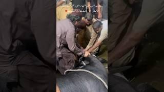 Hafiz Saad Hussain Rizvi Today Qurbani | Latest | حافظ محمد سعد حسین رضوی