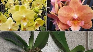 Обзор Посылки с Орхидеями | Phal. Green Dance, big lip 1,7'; Phal. Walle 05102, big lip 1,7'