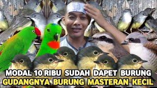 TERNYATA DISINI GUDANGNYA BURUNG MASTERAN HARGA DARI 10 RIBUAN PASAR BURUNG PRAMUKA