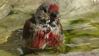 Ptasie portrety - przy sadzawce / Birds' portraits by the pond