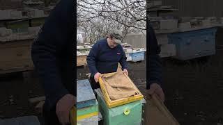 Пасека в Январе. Работа на пасеке и самоанализ . #beekeeping #bees #пчеловодство #бджоли #пчела #мед