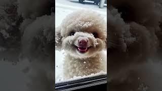 Cute puppy!!