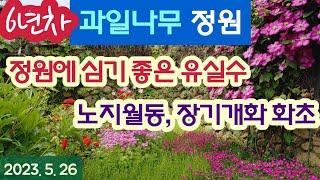 6년차 과일나무정원 #노지월동, 장기개화 꽃나무 #정원에 심기 좋은 유실수