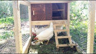 Small Chicken Coop