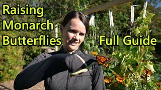 Hatch and Raise Monarch Butterflies - complete how to guide with detailed and beautiful video!