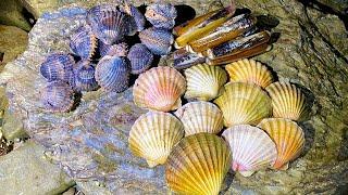 Coastal Foraging - Scallops, Clams and Cockles - Amazing Shellfish Cookup
