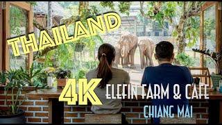 Elefin Farm & Cafe Chiang Mai Thailand 4K