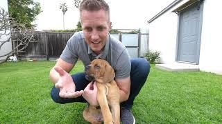 Keep your blind dog safe like foster dog Kobe |  Furbo Dog Camera