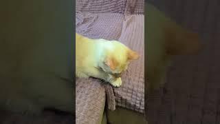 #cats