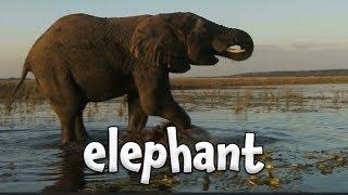 Zoo Animals for Children! | Learn Different Animal Names | Kids Learning Videos