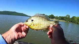 Ultra Light Angling...Trout Magnet.......Best Shell Cracker Day Ever!