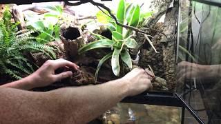How to create a Bioactive Paludarium terrarium featuring SuperGrow as new way to landscape.