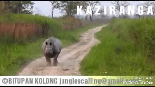 Rhino charged in Kaziranga, Bitupan kolong