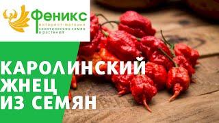 Перец Каролинский жнец размножение семенами Carolina Reaper