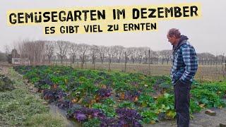 Full beds in winter - gardening with winter vegetables in December with a large variety of vegeta...