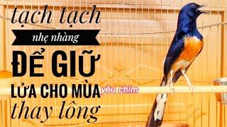 Chòe lửa siêng tạch, hót hay nhẹ nhàng để luyện giọng mùa thay lông  shama  murai batu  บินหลาดง