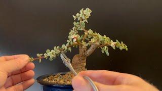 Winter Pruning 3 Bonsai Trees - A Trifecta of Fun (Dwarf Jade Portulacaria Afra)