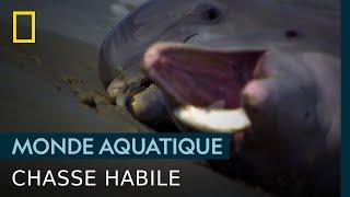 La dangereuse technique de pêche du grand dauphin