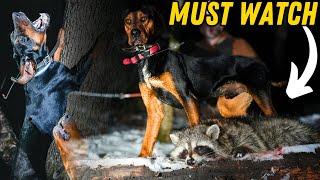 Epic Night Hunt: Raccoon Hunting With Hounds!!