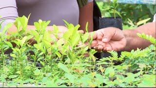 Cultivo de plantas medicinais no IFRJ - Campus Pinheiral
