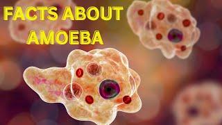 FACTS ABOUT AMOEBA #biology#education#funfactsaboutme#science #reproduction#paramecium#microorganism