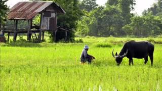 Mv กระท่อมสาวเมิน   ณรงค์ชัย บุญฤทธิ์