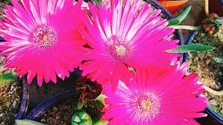 #1 반반다육농원 신월을 소개합니다 ( #dayugsigmul #Succulentplant #Cactus #다육식물 #신월 #다육이 #꽃)