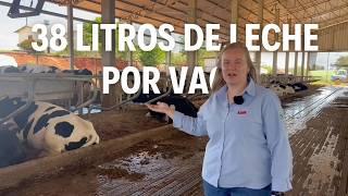 GRANJA AUMENTA EL PROMEDIO A 38 LITROS DE LECHE POR VACA Y DÍA CON ESTE SISTEMA EN BRASIL 