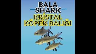 Kristal Köpek Balığı Akvaryumu Nasıl Olmalı (Silver Shark Köpek Balığı Bala Shark Köpek Balığı)