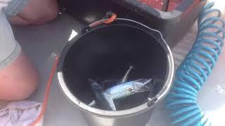 Alaska 500 on tour! Part 4 Mackerels fishing tour German North Sea "Norddeich - Norderney - Juist"