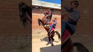 horse lovers #kathiyawadi #horse #horsepower #horserading #viral #trending #ravan #shorts #short