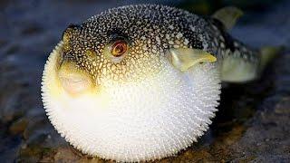 Top 10 Most Poisonous Fish In The World