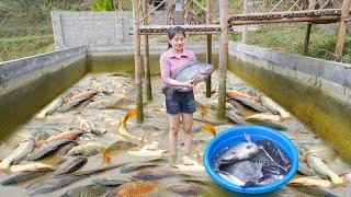 Nhất Harvesting Many Fish In The Pond To Sell At The Market - Planting Purple Sugarcane Garden
