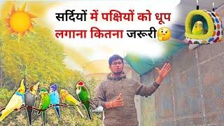 How Important Is Sunlight For Birds? || सर्दियों में पक्षियों को धूप लगाना जरूरी है या नहीं? 