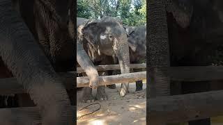Asian elephant conservation _ Elephant Protection | A Story of Hope and Redemption