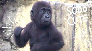 Ringo slapped his brother, Jabali couldn't stop laughing |D'jeeco Family|Gorilla|Taipei zoo