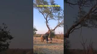 elephant strength  | elephants #youtubeshorts #viral #fypシ #fypシ゚viral @munfaridandaz #animalshorts