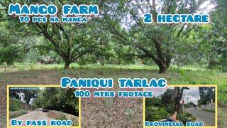 lot486 Residential Mango farm along bypass ,along provincial road tutok sa tplex 2has 13M price