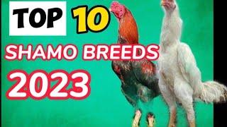 Top 10 Shamo Chicken Breeds in The World.