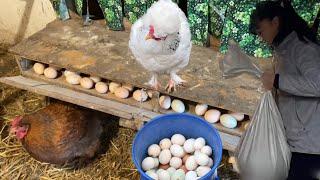 Show my chicken coop. I leave the chickens at the dacha and collect eggs.