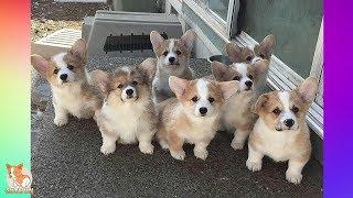 CORGI - Best Cute and Funny Videos - Cutest Corgi In The World