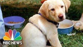 National Puppy Day Reminds Us Of The Benefits Of Dogs | NBC News