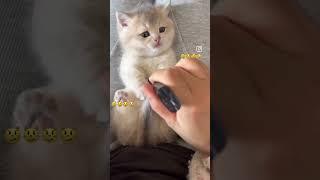 Yapma anne kadın #cat #animemusic #funny #animesoundtrack #cute #animatedanimal #catlover #animals