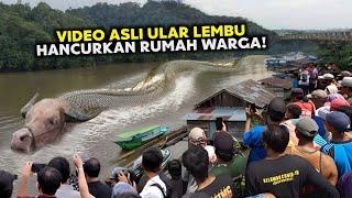 Bukti Video Ular Lembu, Hancurkan Rumah Warga Di Sungai Mahakam?