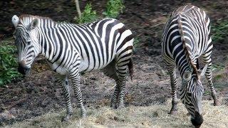 Kilimanjaro Safaris Full Ride POV + Zebras! Disney's Animal Kingdom, WALT DISNEY WORLD, FL